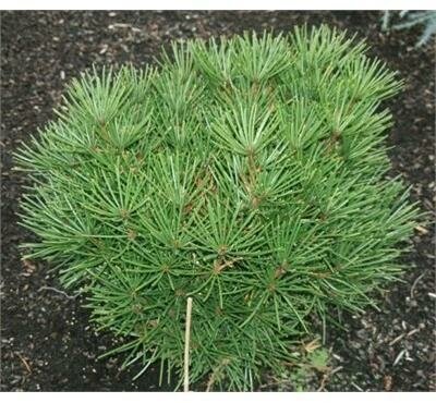 Picola Umbrella Pine