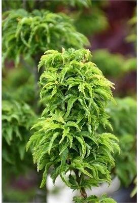 Shishigashira Japanese Maple