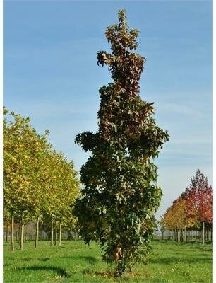Slender Silhouette Sweetgum Tree