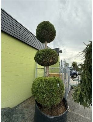 3 Ball Emerald Green Cedar