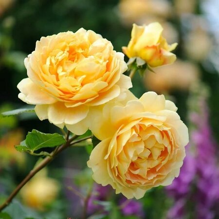 Golden Celebration David Austin Rose