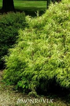 Golden Mop Cypress