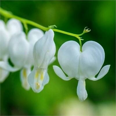 White Bleeding Heart