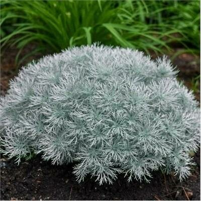 Silver Mound Artemisia