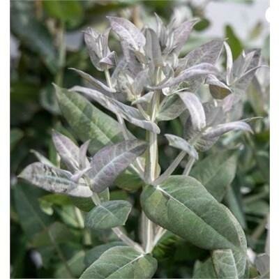 Styx Dwarf Eucalyptus