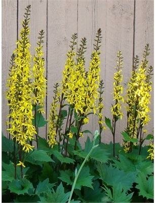 The Rocket Ligularia