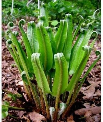 Hart's Tongue Fern