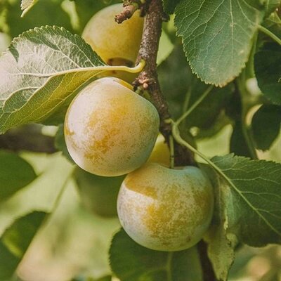 Green Gage European Plum Tree - image 2