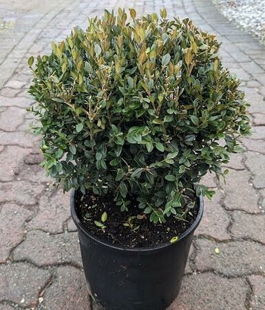 Green Mountain Boxwood - image 2