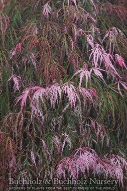 Hana Matoi Japanese Maple