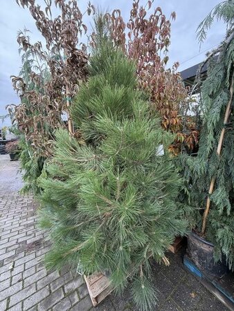 Austrian Pine - image 2