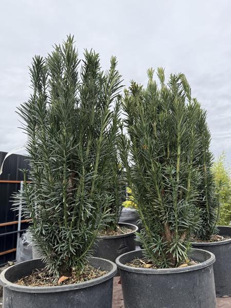 Plum Yew - Cephalotaxus - image 2