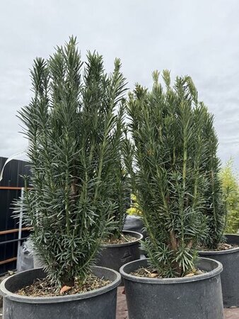 Plum Yew - Cephalotaxus - image 2