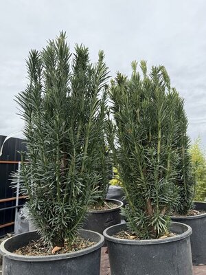 Plum Yew - Cephalotaxus - image 1