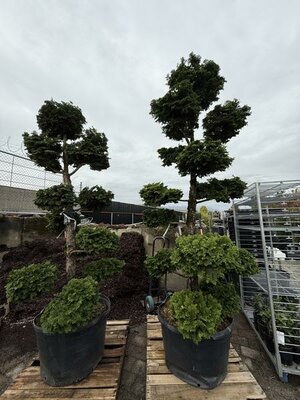 Poodle Topiary Hinoki Cypress 7-8' - image 1