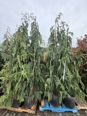 Weeping Blue Nootka Cypress - image 2