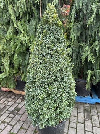 Cone English Boxwood 5' - image 1