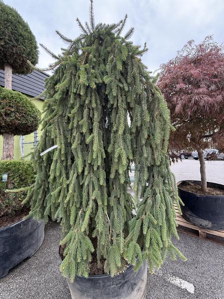 Weeping Norway Spruce 7-8' - image 2