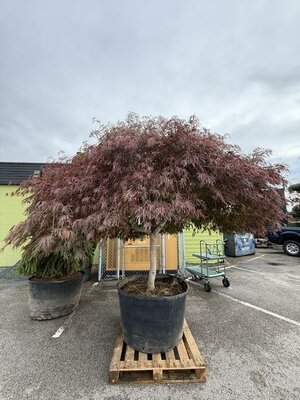 Tamuke Yama 7' Japanese Maple - image 2