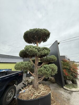 Topiary Scotch Pine - image 1