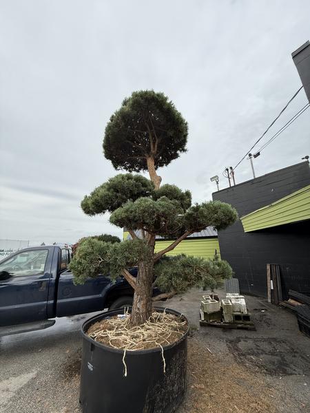 Topiary Scotch Pine - image 2