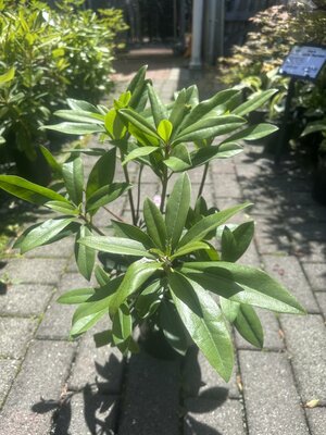 Chionoides Rhodo