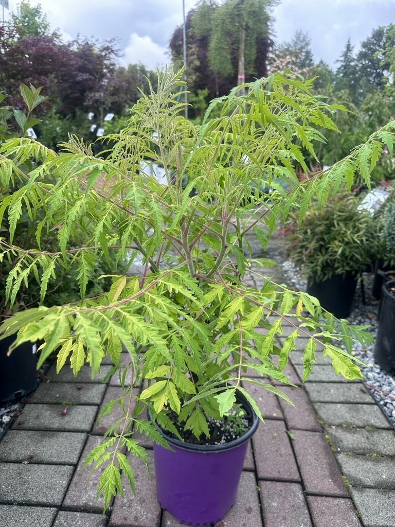 TIGER EYES SUMAC - Triple Tree Nurseryland