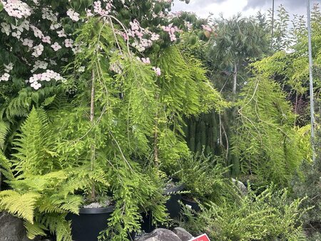 Falling Waters Bald Cypress