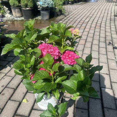 Wee Bit Grumpy Hydrangea