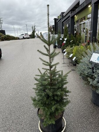 Balsam Fir Tree - image 2