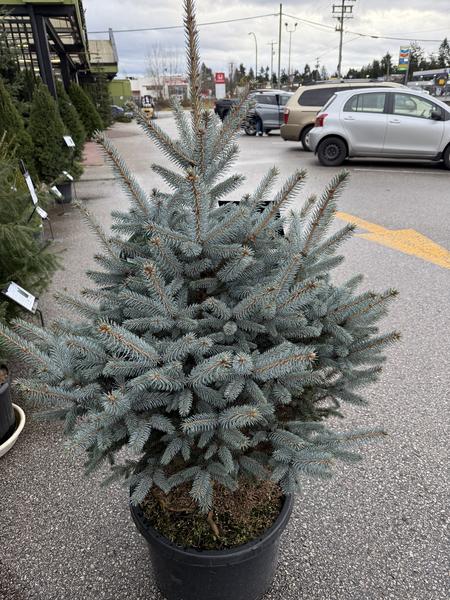 Bonny Blue Blue Spruce - image 2