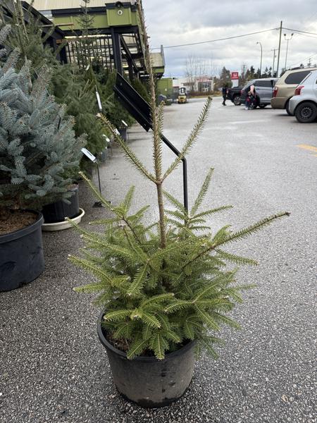 Balsam Fir Tree - image 2