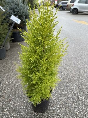 Wilma Dwarf Lemon Cypress - image 2