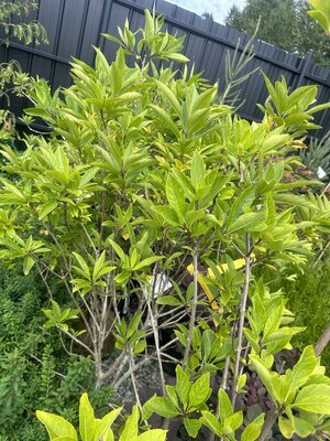 Fringe Tree - Triple Tree Nurseryland