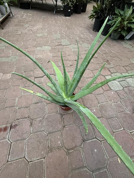 Aloe Vera Large