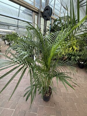 Areca Palm - image 2