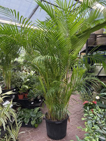 Areca Palm Sale - image 2