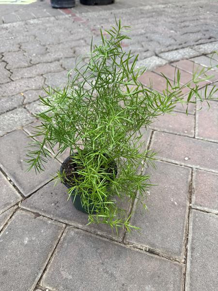 Asparagus Fern - image 2