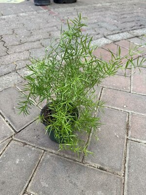 Asparagus Fern - image 2