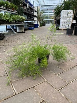 Asparagus Fern - image 2