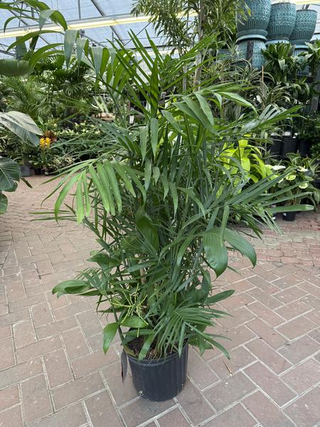 Bamboo Palm - image 2