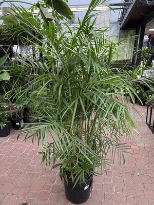 Bamboo Palm - image 2