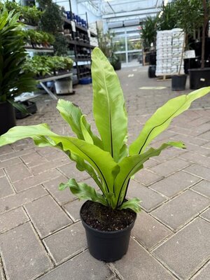 Bird's Nest Fern - image 2