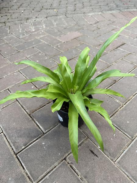 Bird's Nest Fern Hurricane - image 2