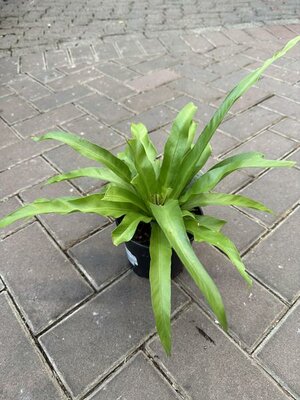 Bird's Nest Fern Hurricane - image 2