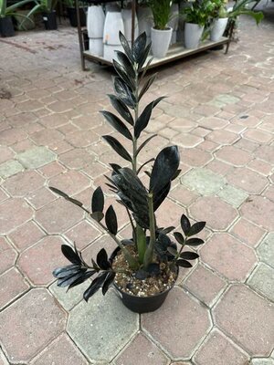 Black ZZ Plant - image 2