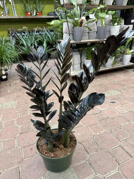 Black ZZ Plant - image 2