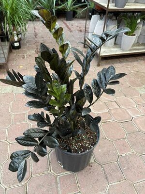 Black ZZ Plant - image 2