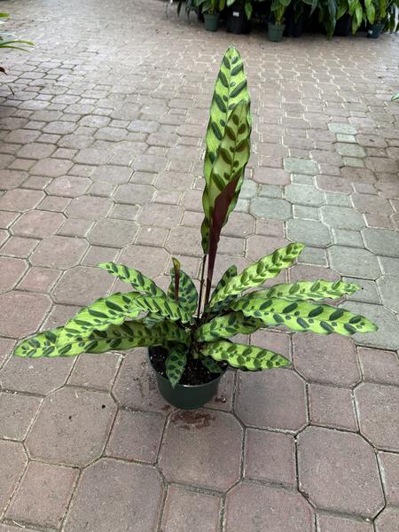 Calathea Rattlesnake - image 2