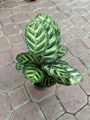 Calathea Peacock - image 2